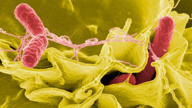 Study Finds Tech Can Generate Electricity From Urine And Kill Salmonella