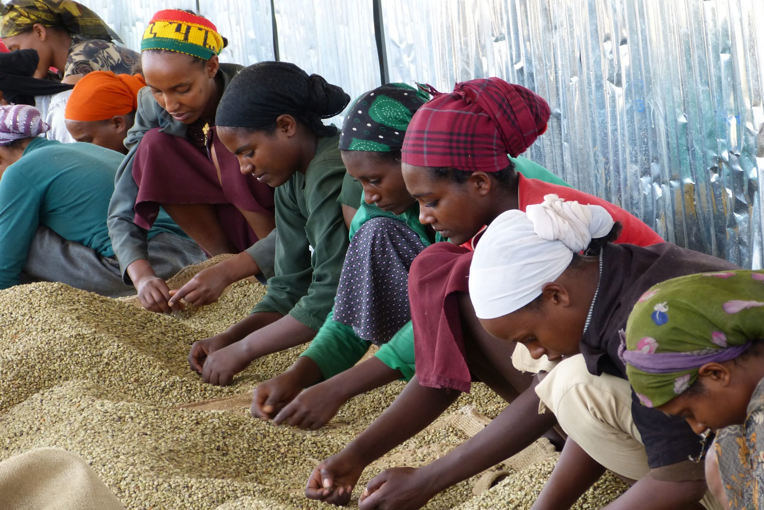 Ethiopian Coffee Is Screwed Unless We Do Something About It