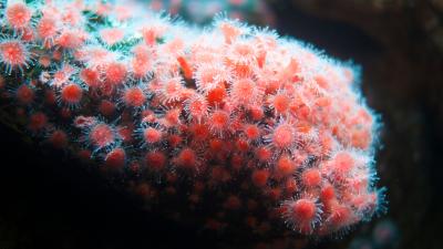 Some Good News On Coral Reefs For A Change