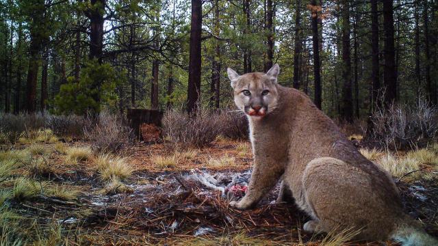 Mountain Lions Are Terrified Of Humans, And That’s A Problem