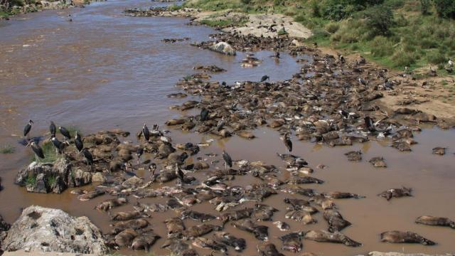 Rotting Wildebeest Carcasses Are A Force Of Nature In The Serengeti