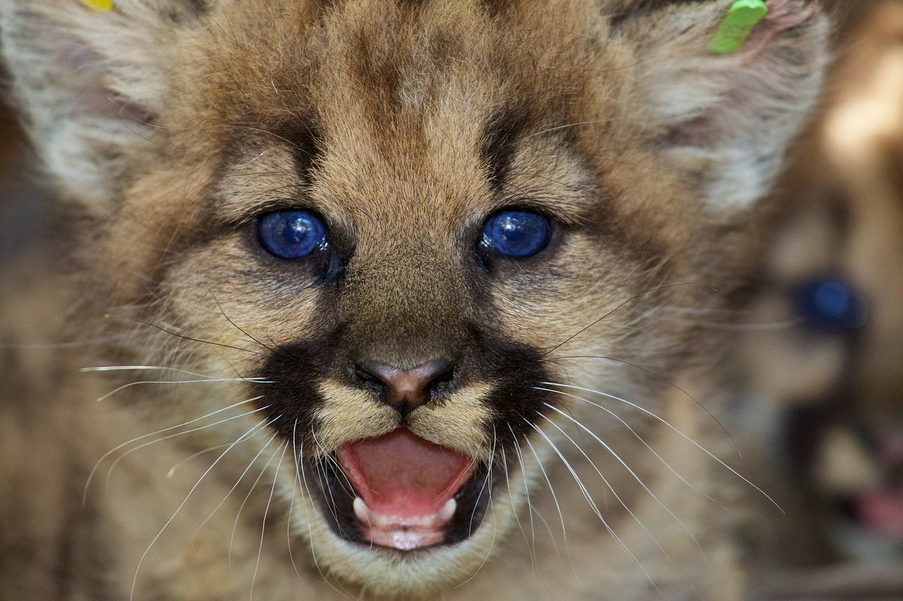 Mountain Lions Are Terrified Of Humans, And That’s A Problem