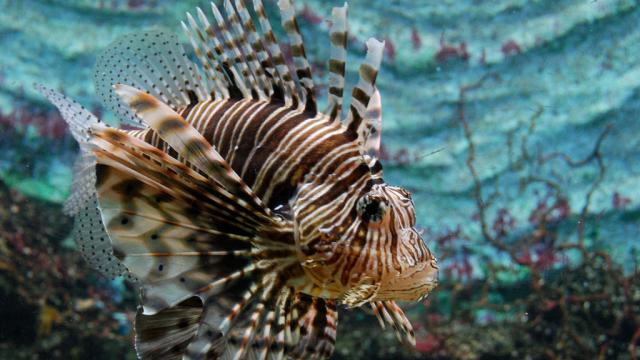 Lionfish Are Eating Fish We Didn’t Even Know Existed