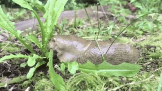 Watching A Banana Slug Munch A Bunch Of Salad Greens Will Soothe Your Soul