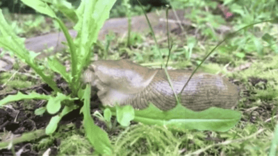 Watching A Banana Slug Munch A Bunch Of Salad Greens Will Soothe Your Soul
