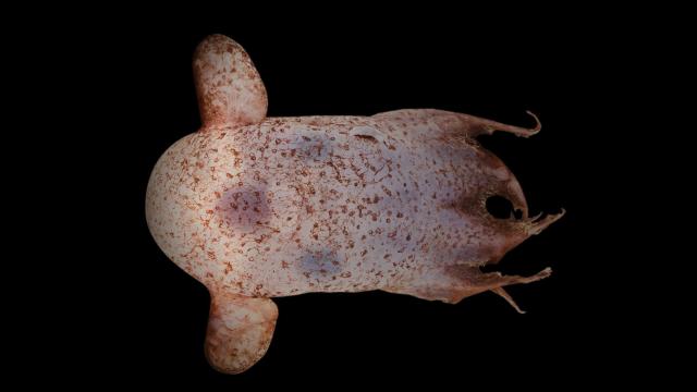 Australia Just Got A Rare Look At Our New Overlord, The Flapjack Octopus