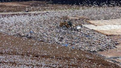 Garbage-Fed Seagulls Are Spoiling America’s Lakes And Reservoirs With Their Poop