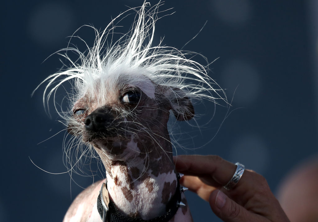The World’s Ugliest Dog Competition Winner Was Only, Like, The Fourth Ugliest Dog