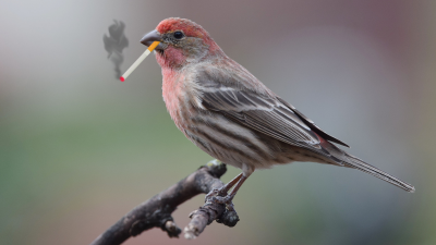 These Finches Have A Brilliant Strategy For Fighting Off Ticks