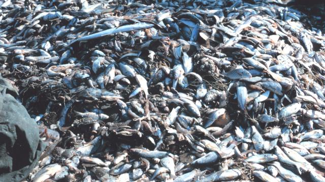 A Staggering Amount Of Fish Is Wasted Each Year