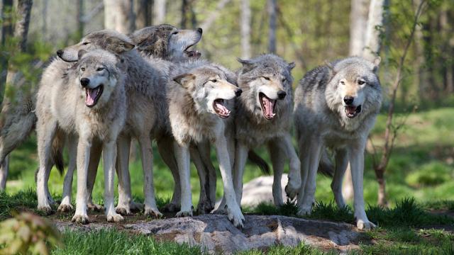 What Happens To Wolves When They’re Raised Like Dogs?
