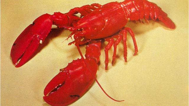 The TSA Messed With The Wrong 9kg Lobster And Its Owner Is Pissed