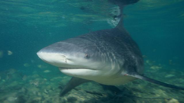 Kentucky Wildlife Officials Assure Citizens That Alleged Lake Shark Threat Isn’t Real