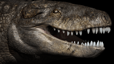 Nightmarish Crocodile Relative Terrorised Dinosaurs In Prehistoric Madagascar