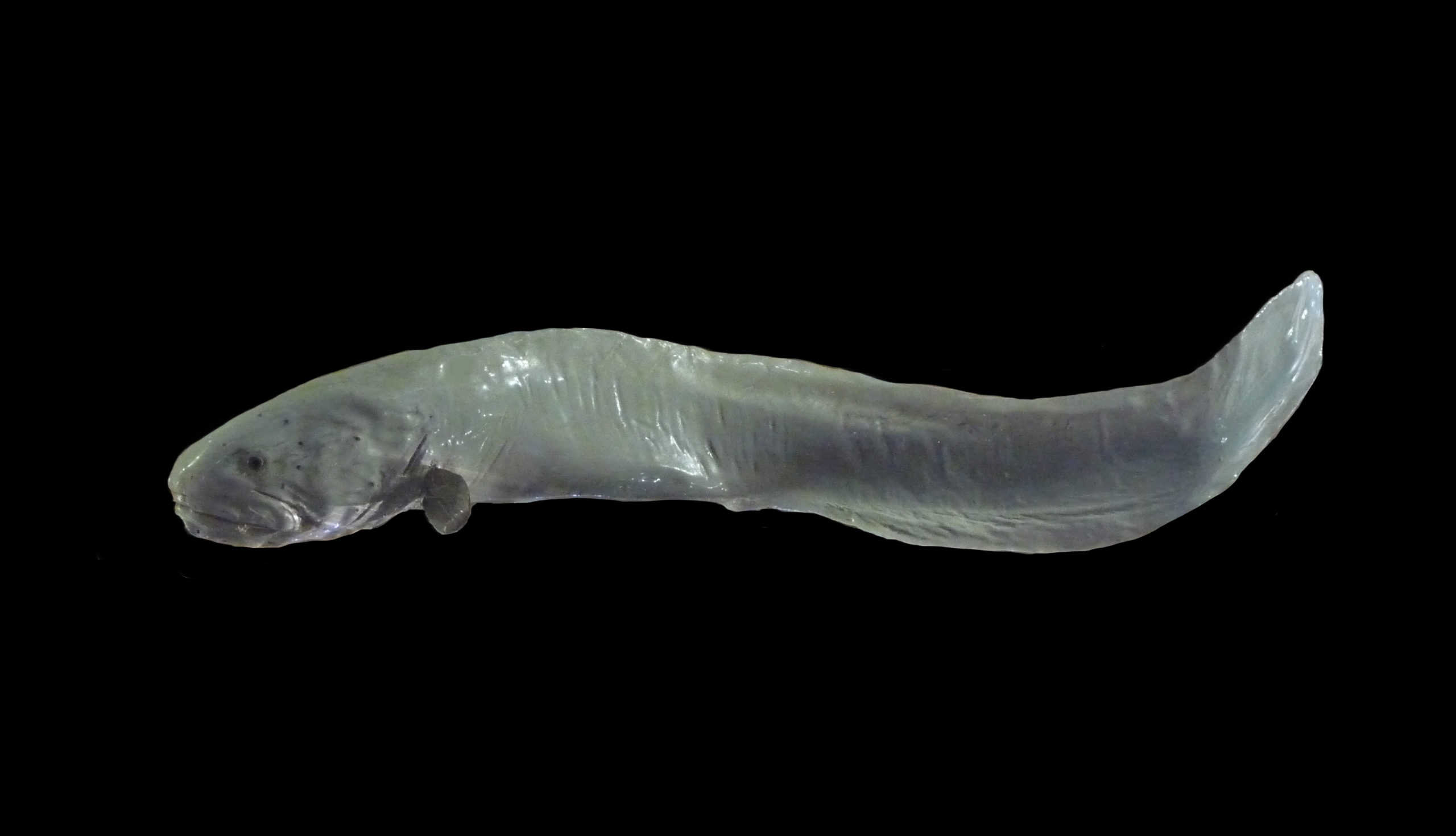 Seven Marine Animals That Look Exactly Like Dicks
