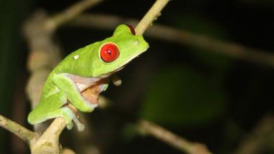 How A Massive Asteroid Strike Helped Frogs Inherit The Earth