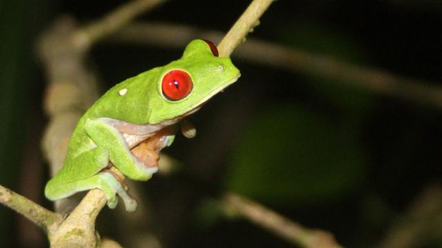 How A Massive Asteroid Strike Helped Frogs Inherit The Earth