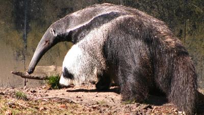 The Anteater’s Tongue Is An Evolutionary Masterpiece