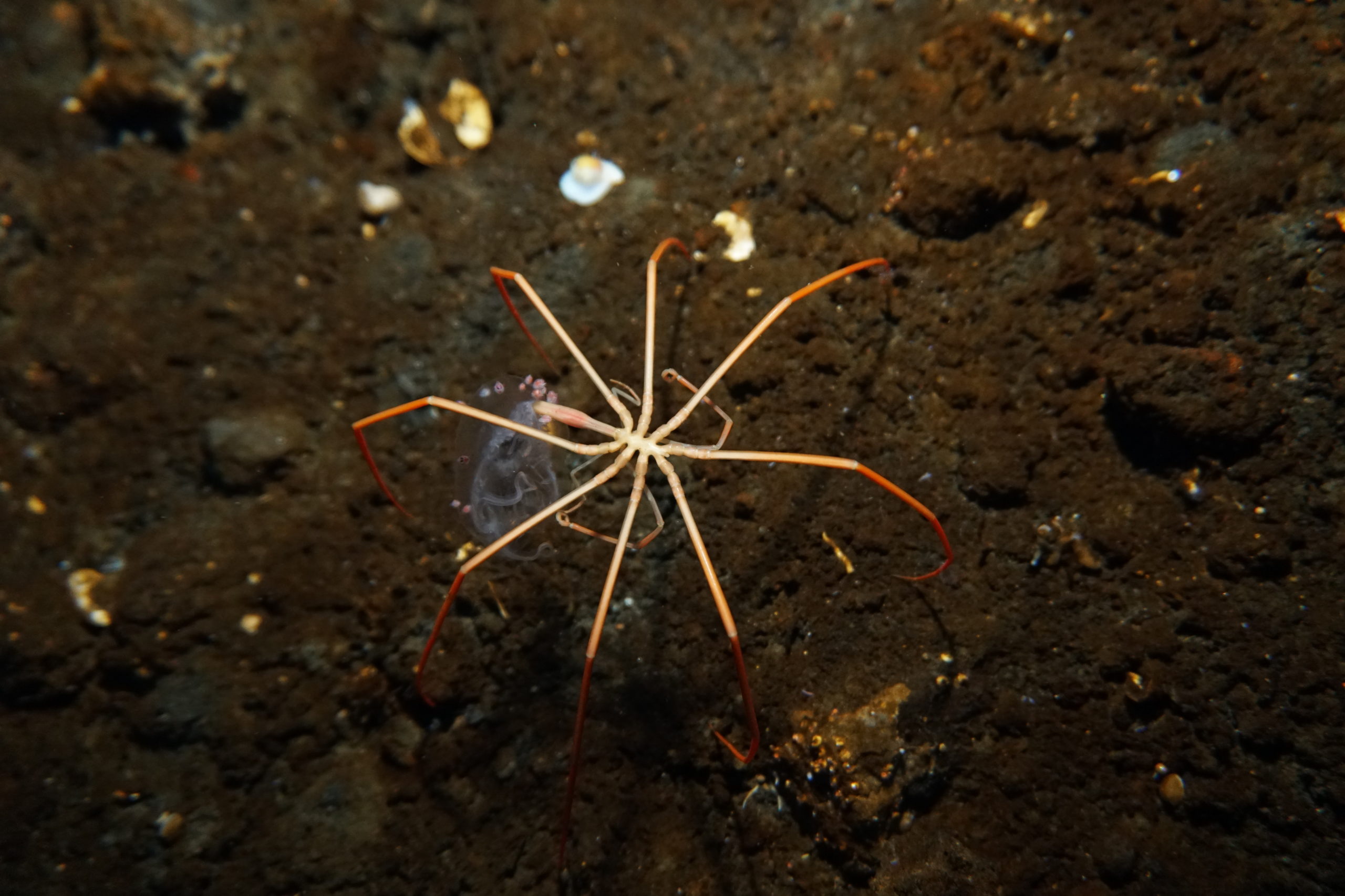 Nightmarish Sea Spiders Pump Their Blood Using Their Guts