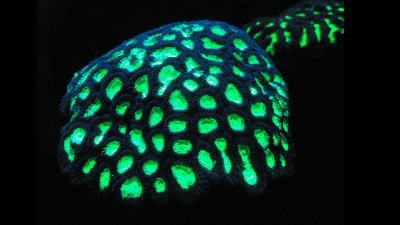 The Amazing Reason Deep Sea Corals Glow In The Dark