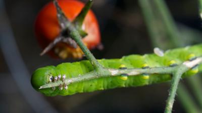 Plants Turn Caterpillars Into Cannibals To Save Themselves