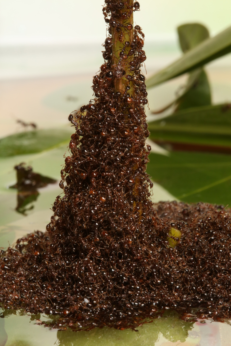 Scientists Discover The Secret Behind Incredible Ant Towers