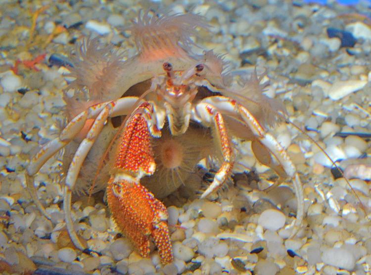 New Deep Sea Hermit Crabs Have Super Weird Homes