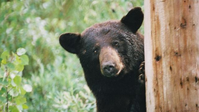 These Bears Eat As Much Junk Food As You Do
