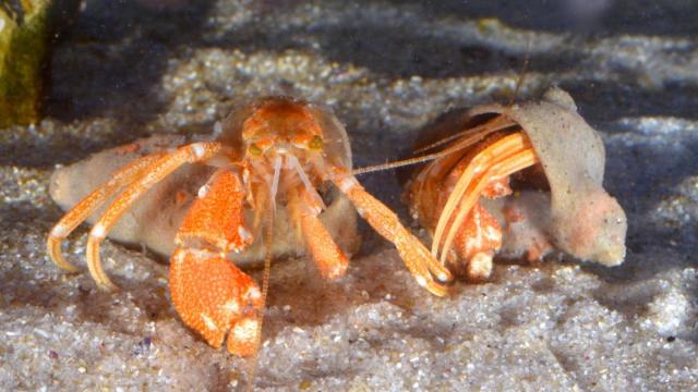 New Deep Sea Hermit Crabs Have Super Weird Homes