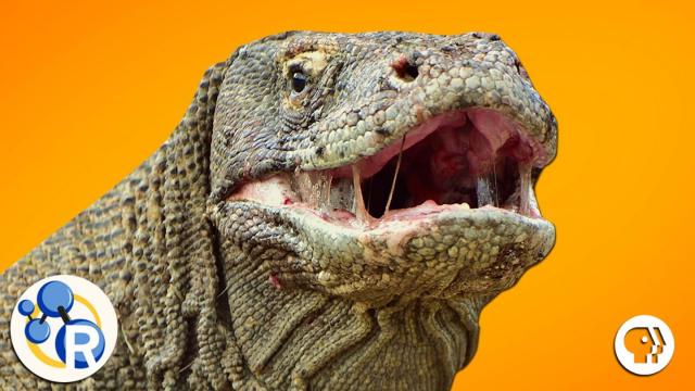Komodo Dragon Blood Could Save Your Life One Day