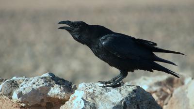 More Evidence That Ravens Are Ridiculously Intelligent Birds