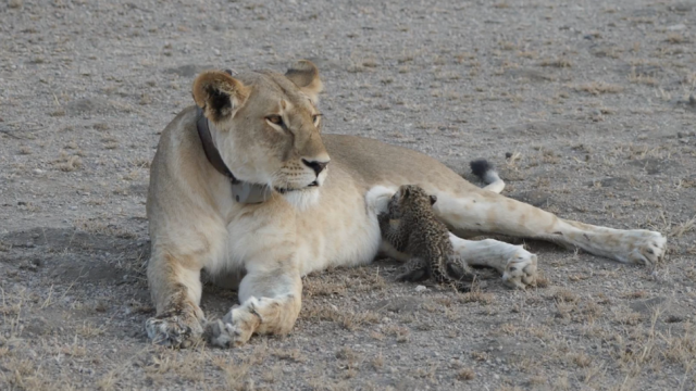 Heartwarming Photos Show A Lion Nursing An Orphaned Leopard Cub