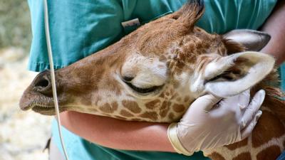 Julius The Giraffe Has Died After One Month On This Godforsaken Planet 