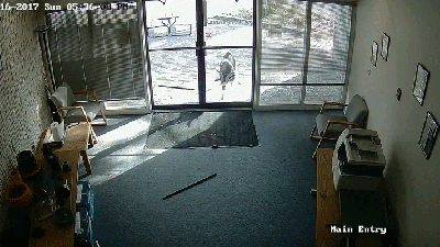 Extremely Unruly Goat Smashes Office Glass Door, Comes Back For Seconds
