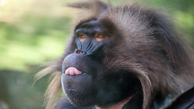 Mischievous Monkey Causes Massive Blackout In Zambian Tourist Town