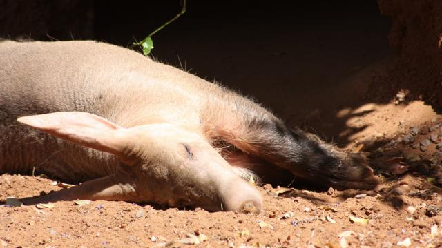 Aardvarks Might Be Doomed Because Of Climate Change