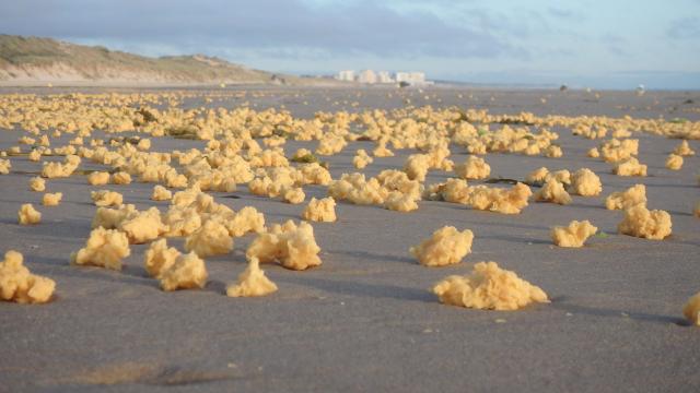 What The Hell Is This Sponge-Like Crap Washing Up On France’s Shores?