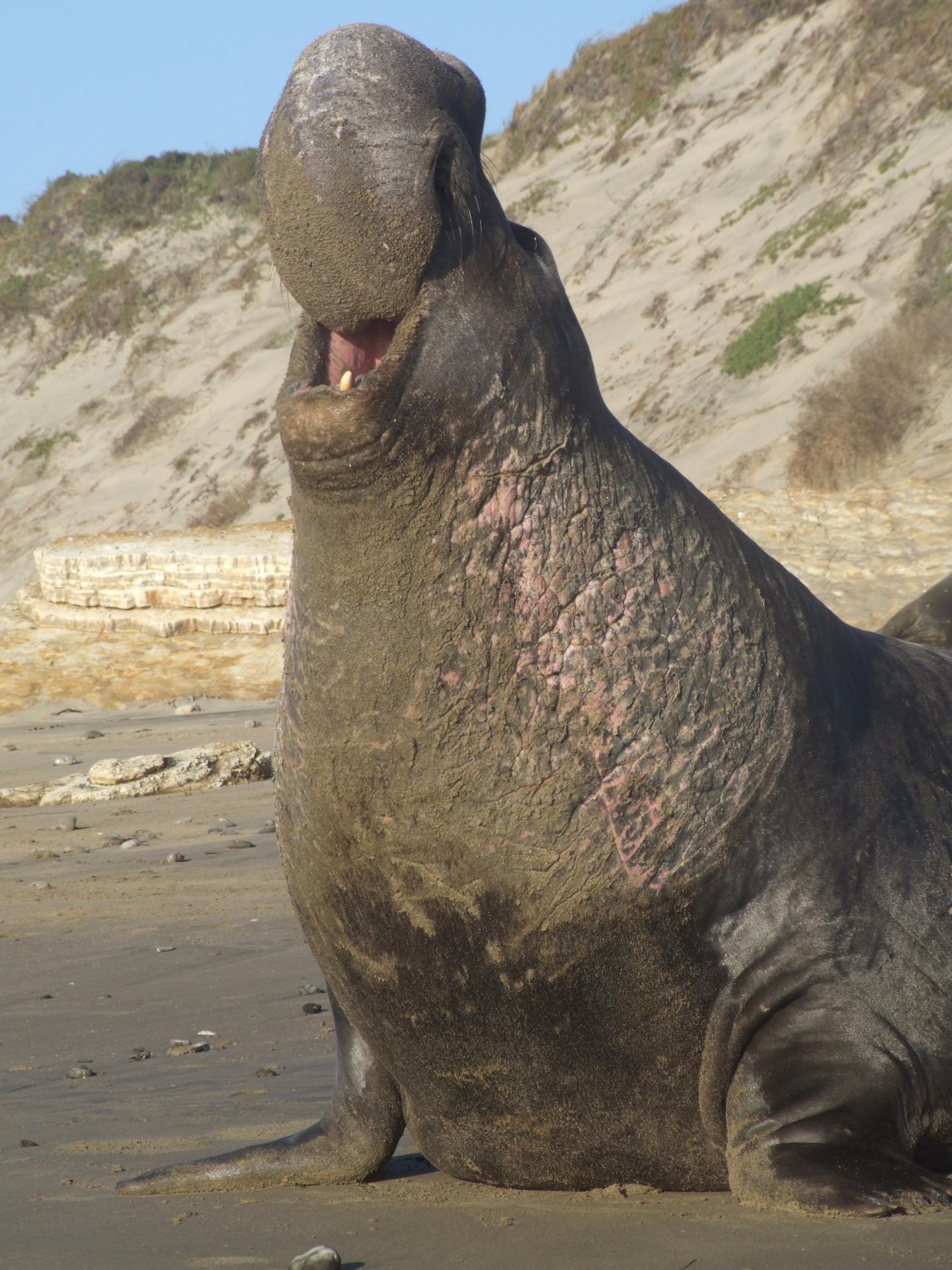 Elephant Seals Know When Their Opponents Are Talking Crap