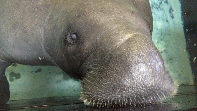 Snooty, World’s Oldest Known Manatee, Dies At 69 And I’m Not Crying, You’re Crying