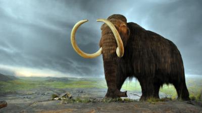 Why Bringing Back A Wooly Mammoth Is No Longer Science Fiction