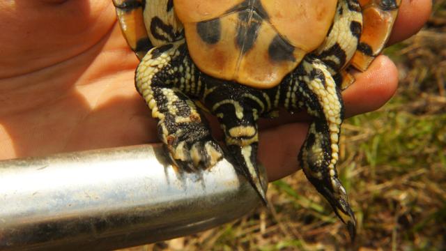 How Vibrators Could Help Save Turtles From Extinction