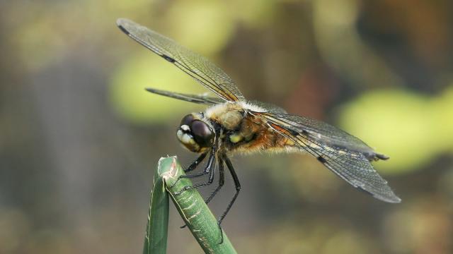 How The Dragonfly’s Surprisingly Complex Brain Makes It a Deadly Hunter