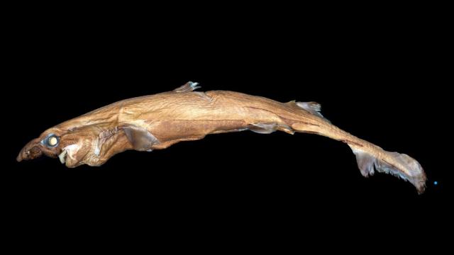 Sad New Deep Sea Shark Reminds Us We Can’t All Be Great Whites