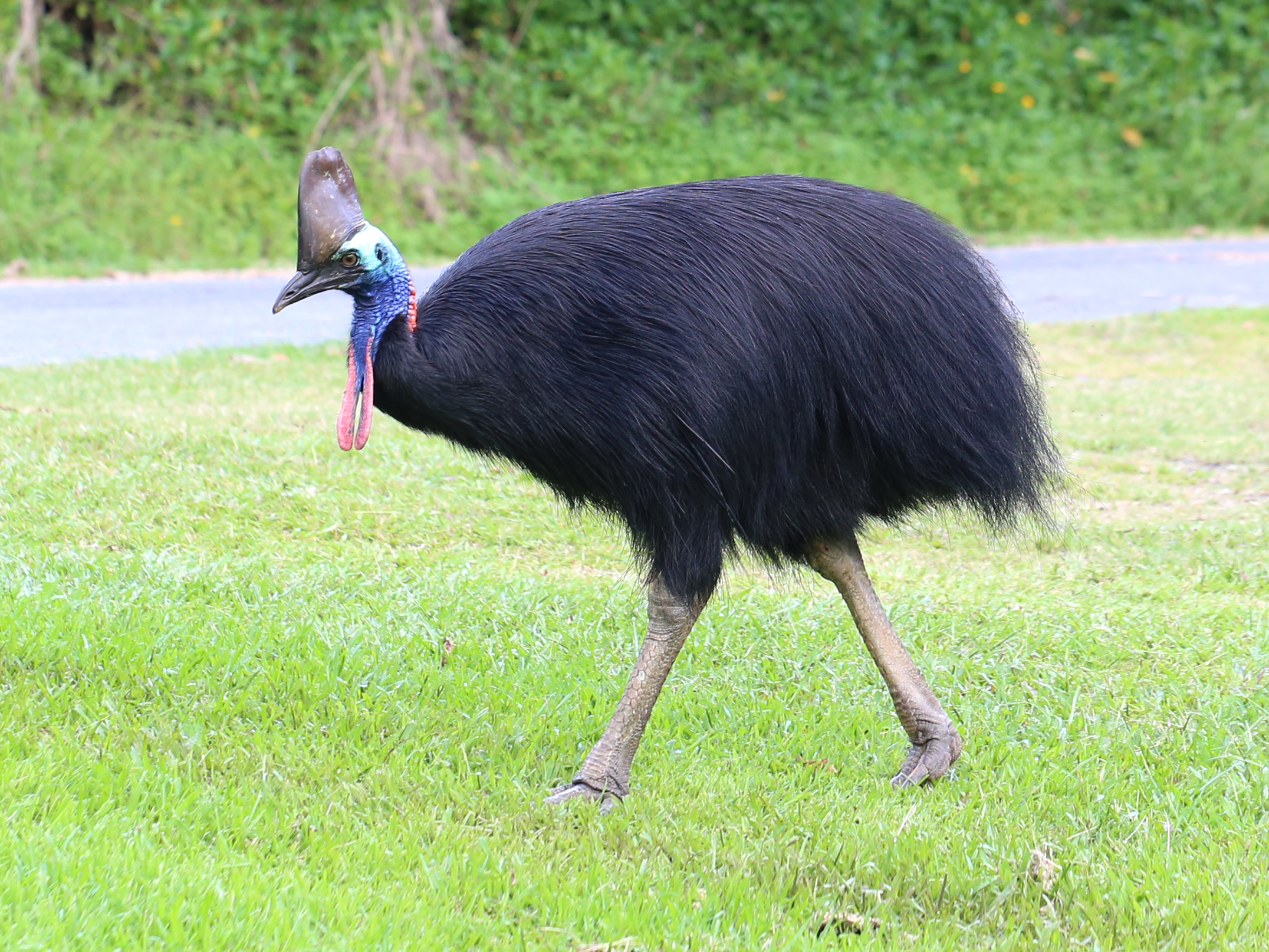 This Newly-Discovered Dinosaur Looks Just Like A Modern Day Cassowary