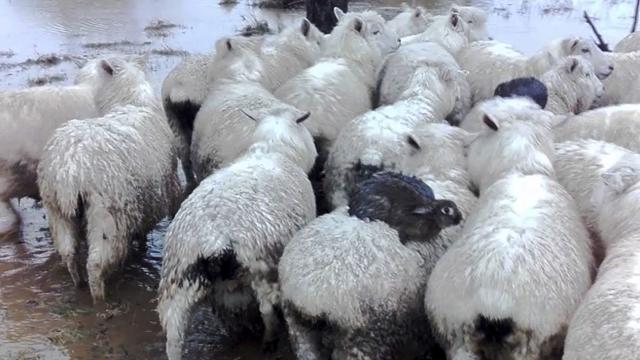 Wild Rabbits Caught Hitchhiking On Sheep To Escape Flood
