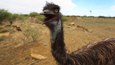 A Mysterious Emu Gene Could Help Humans With Health Abnormalities