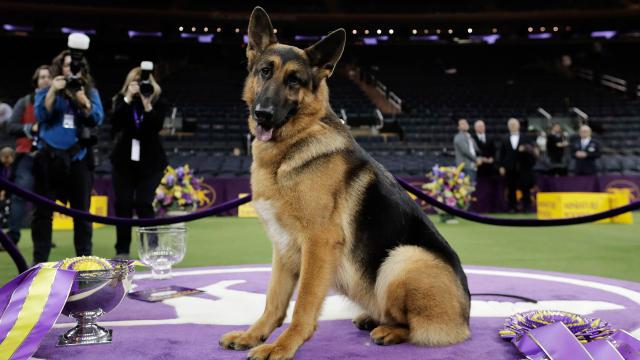 Unethical Breeding Is Creating Serious Health Problems For German Shepherds