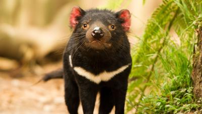Studying Cancer In Tasmanian Devils Could Help Fight Human Diseases