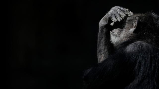 Signs Of Alzheimer’s Detected In Brains Of Chimps For First Time