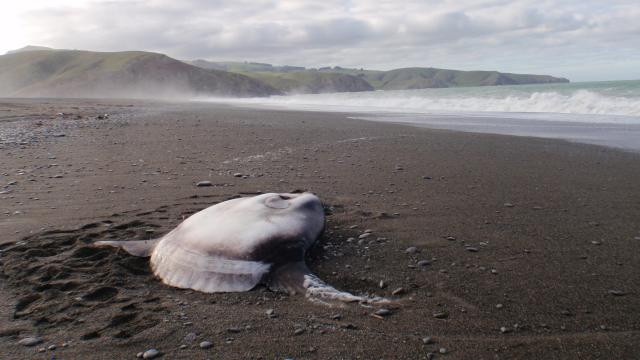 Australian Scientists Discover Giant Sea Pancake That Looks Goofy As Hell